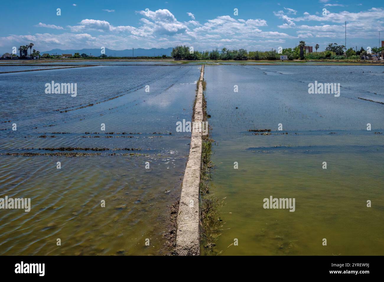 Der Albufera-Nationalpark (Parc Natural de l’Albufera) ist ein Naturschutzgebiet in Spanien, Provinz Valencia, Spanien, Europa. Stockfoto