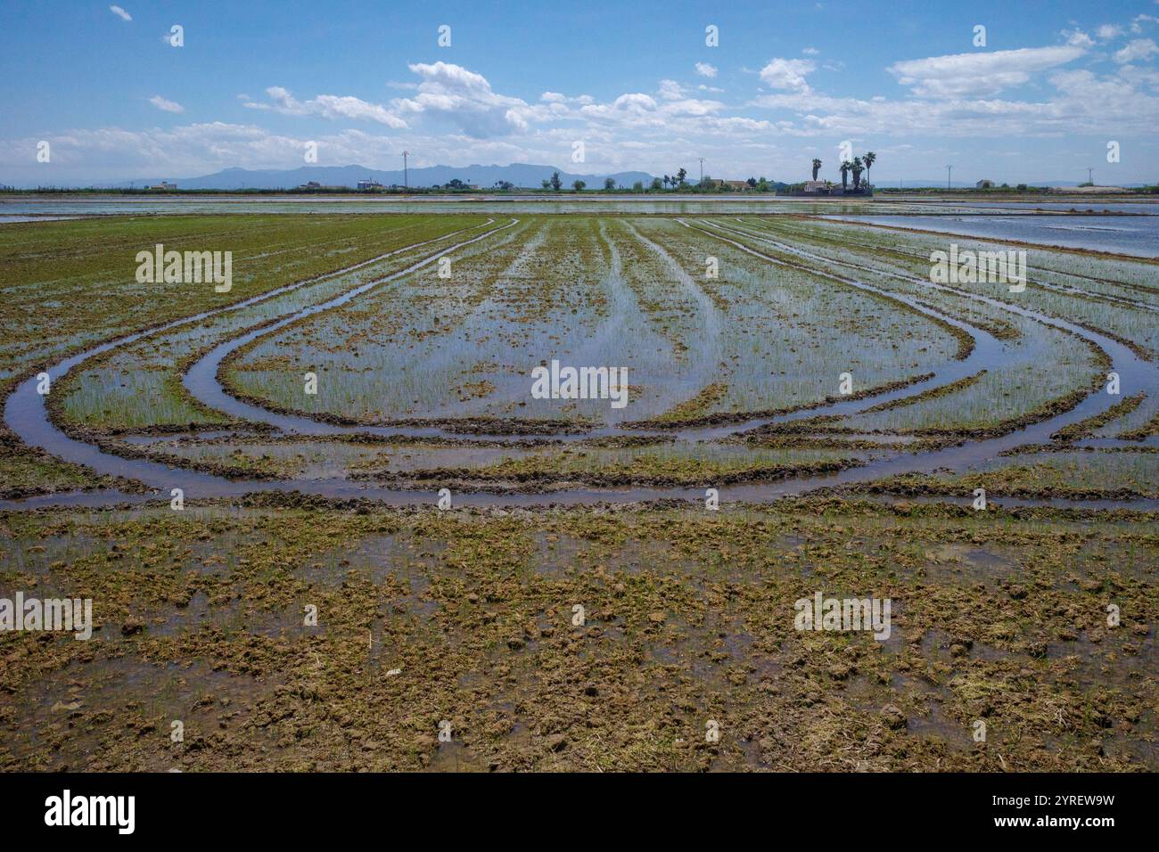 Der Albufera-Nationalpark (Parc Natural de l’Albufera) ist ein Naturschutzgebiet in Spanien, Provinz Valencia, Spanien, Europa. Stockfoto