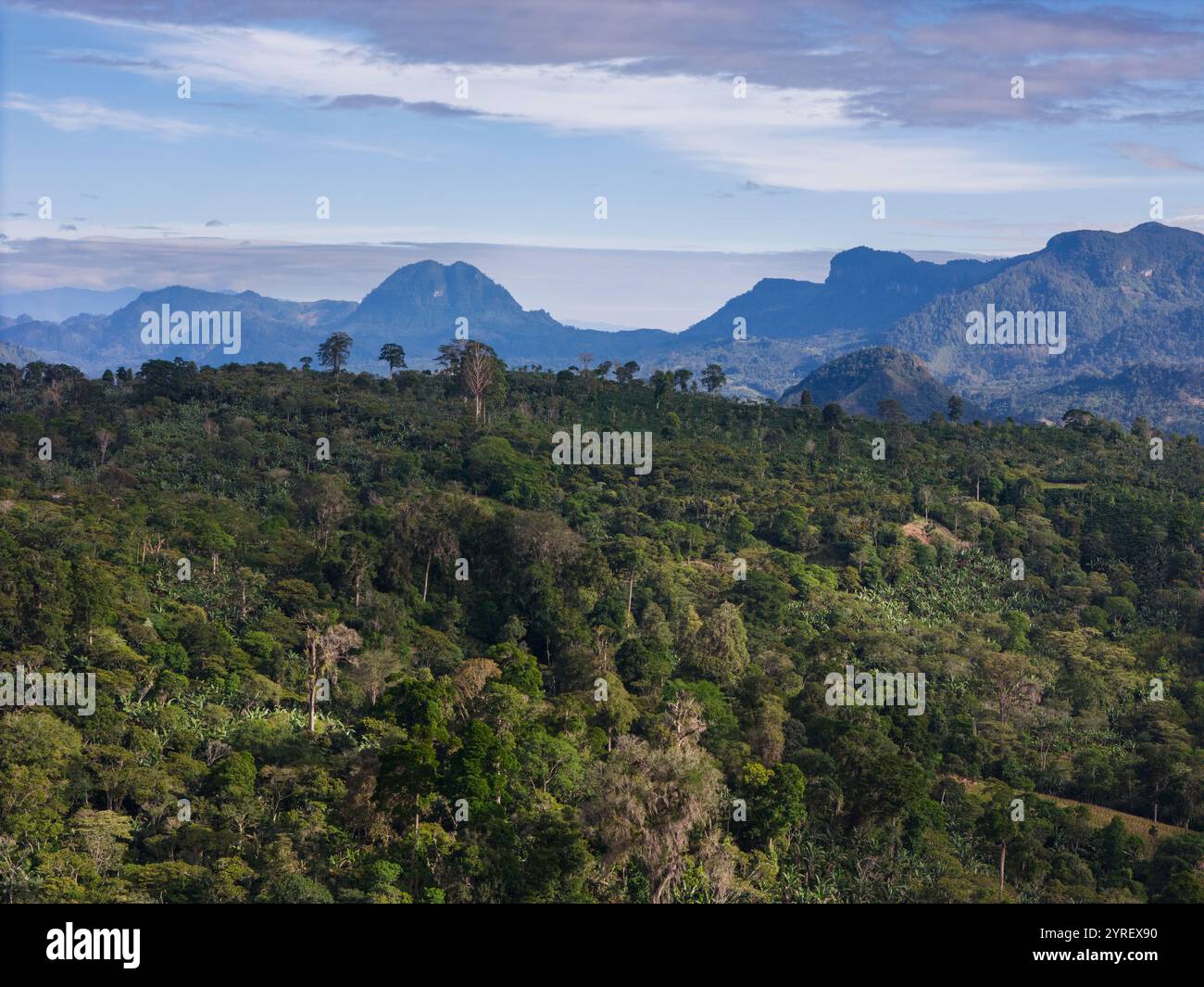 Weitläufiger Blick auf den lebendigen Wald mit Bergen im Hintergrund vor klarem Himmel, der die Schönheit der Natur zeigt. Stockfoto