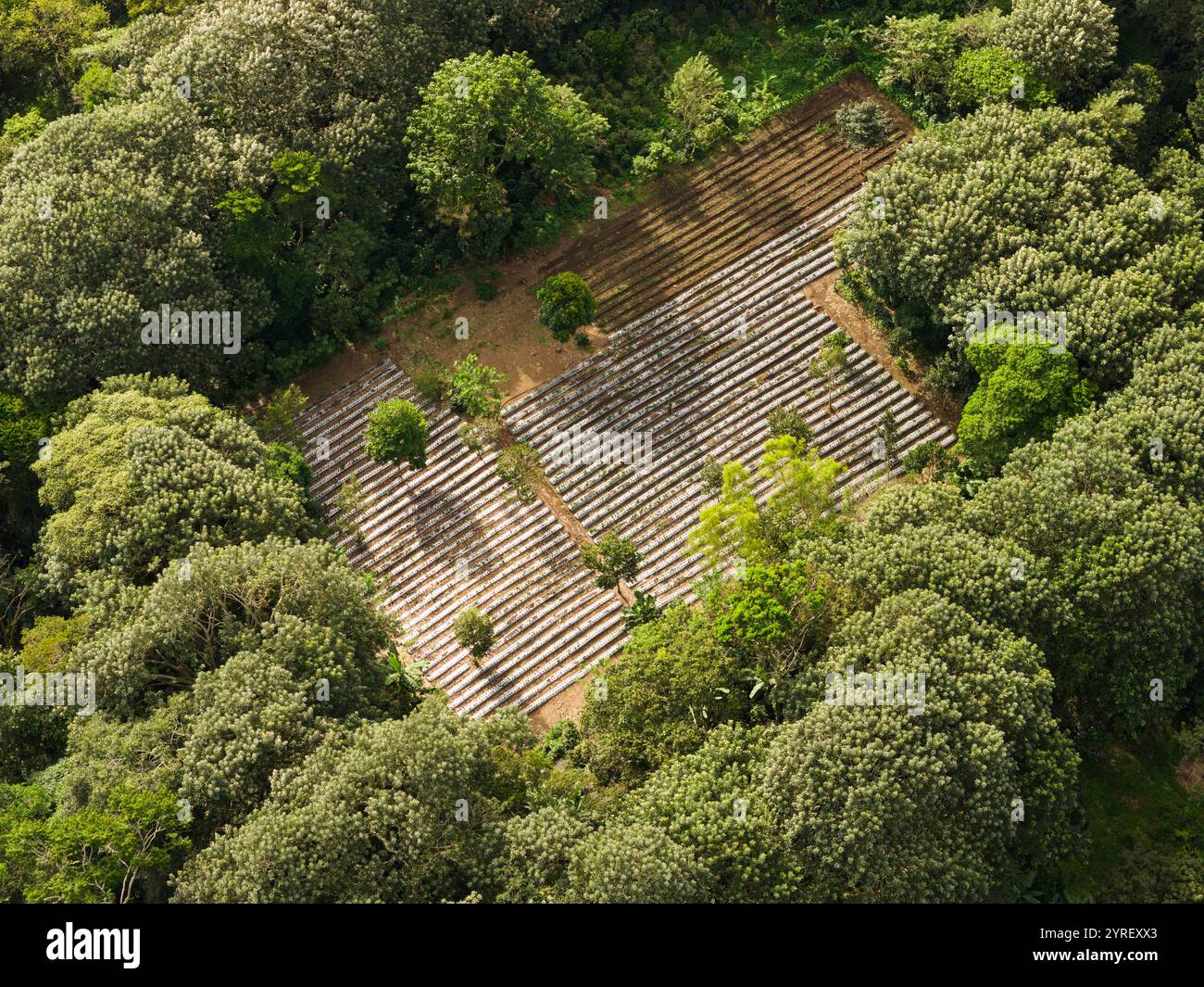 Grüne Felder schaffen organisierte Muster inmitten üppiger Baumkronen in tropischer Landschaft. Stockfoto