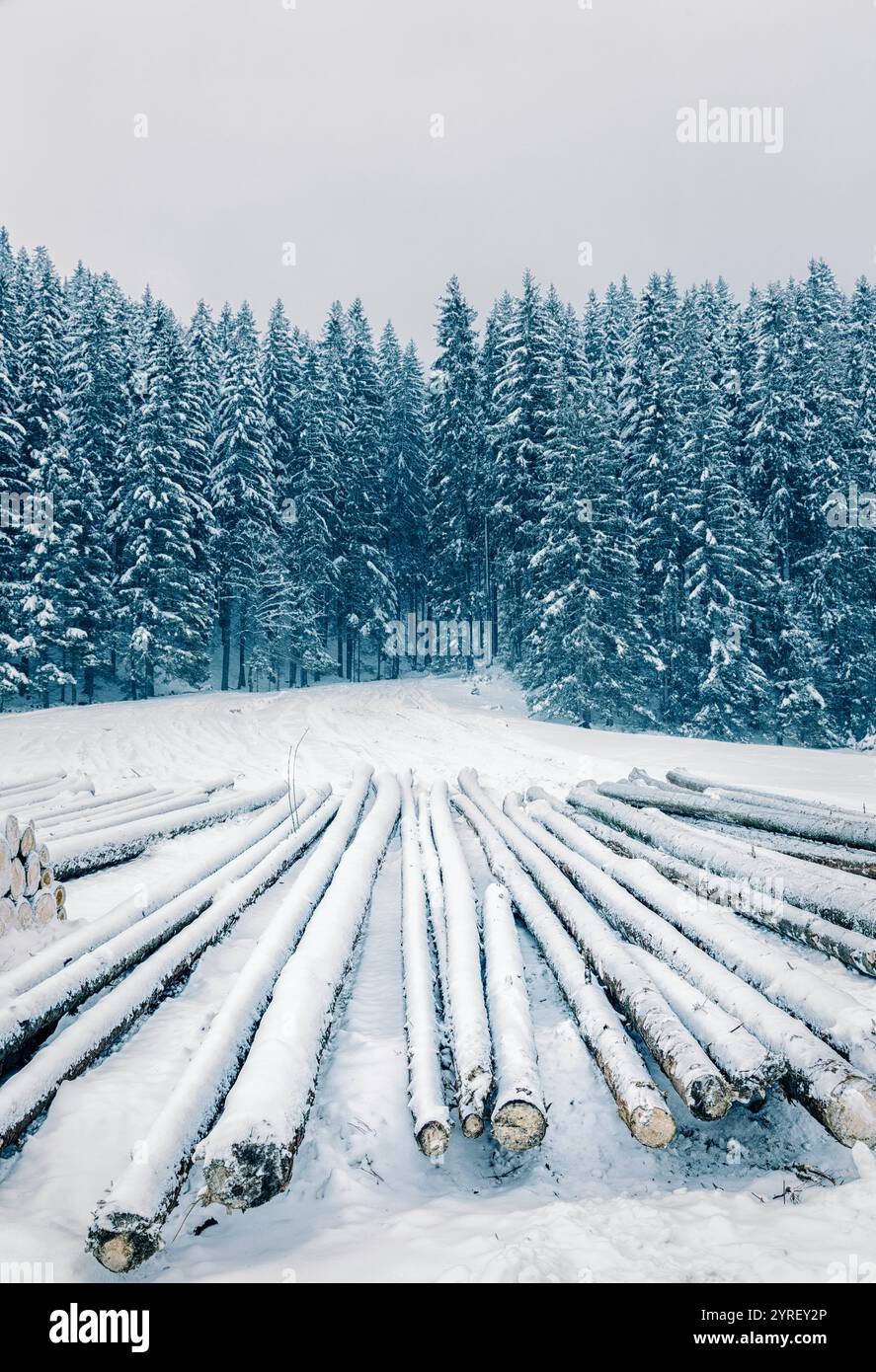 Schneebedeckte Baumstämme ruhen sich in verschneiten Wäldern in der Nähe von zakopane, polen, aus und schaffen eine atemberaubende Winterlandschaft, die perfekt für einen Urlaub oder einen friedlichen Urlaub ist Stockfoto