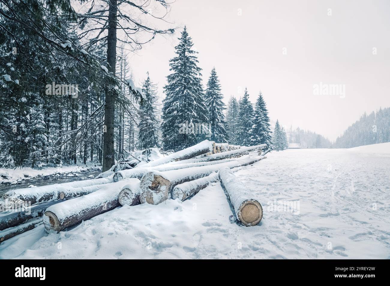 Schneebedeckte Baumstämme am Ufer eines Baches, der durch einen verschneiten Wald in koscielisko in der Nähe von zakopane, polen, fließt, schaffen eine ruhige Winterlandschaft Stockfoto