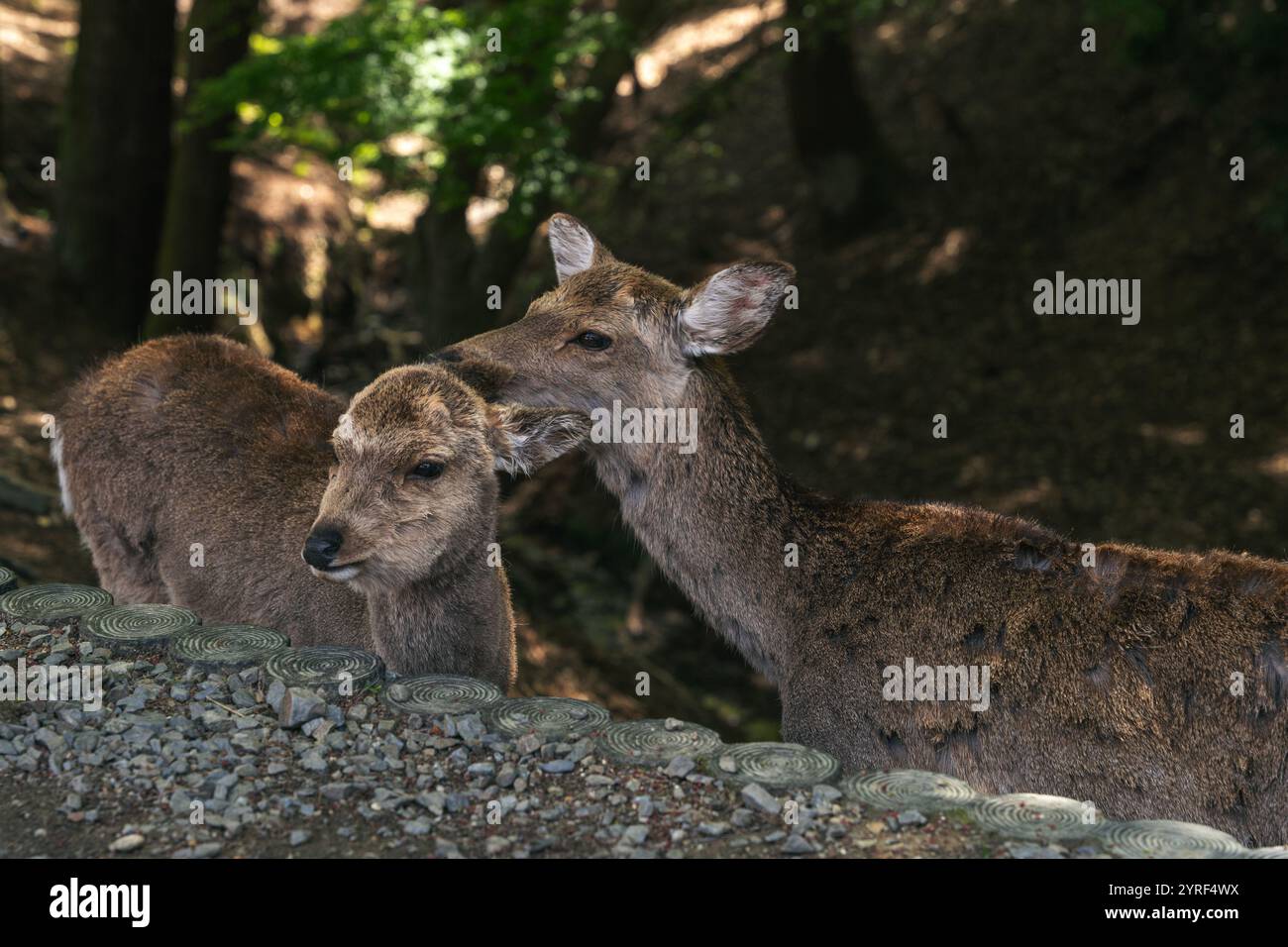 Hirsche bewegen sich frei in der Stadt Nara, Japan, die sich harmonisch in die urbane Umgebung einfügt und einen Einblick in die Natur bietet. Stockfoto