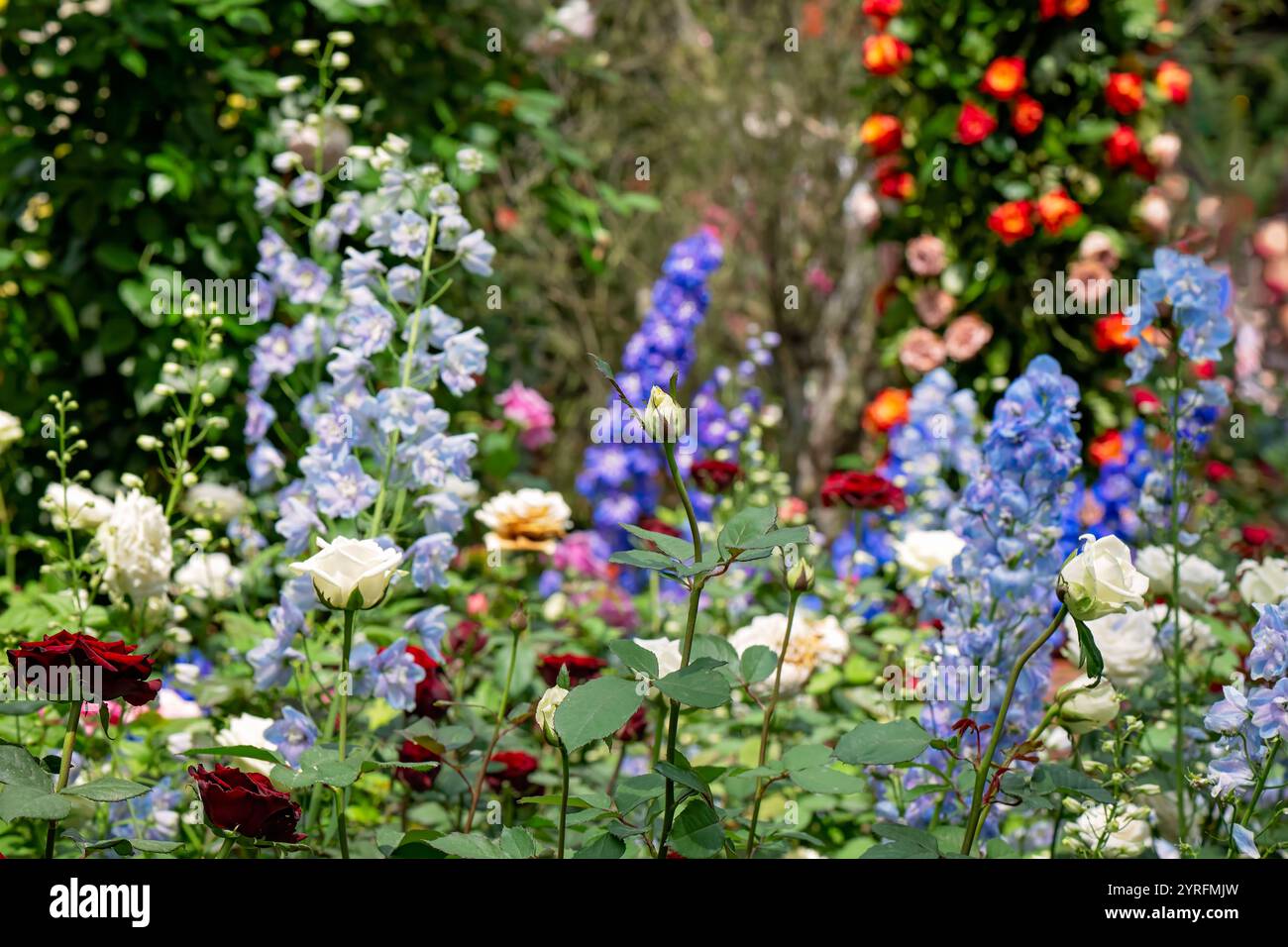 Farbenfrohe Vintage Cottage Garten, Blumen Blumen Pastell Rosen Delphinium, Garten Gartenbau botanisch, hübsch schöne Natur Natur Natur Natur e Stockfoto