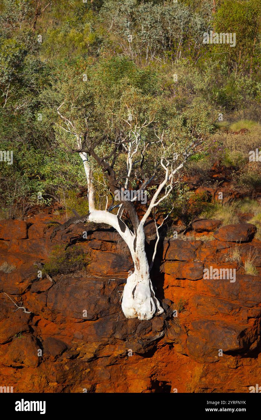Weiße Rinde an einer roten Felsmauer im Karijini-Nationalpark, Westaustralien. Stockfoto