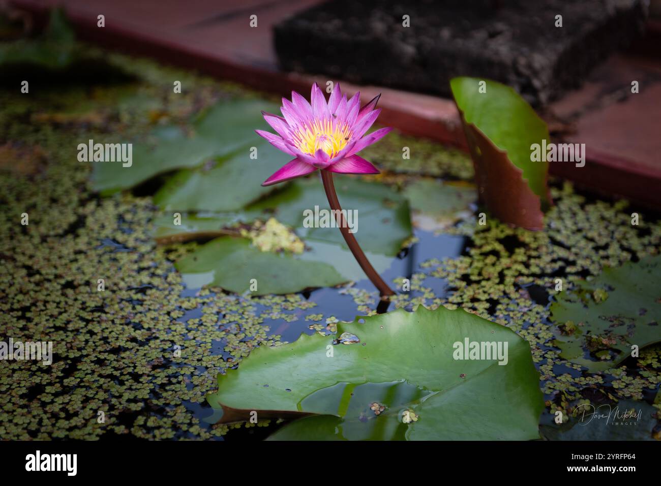 Lotus-Blume Stockfoto