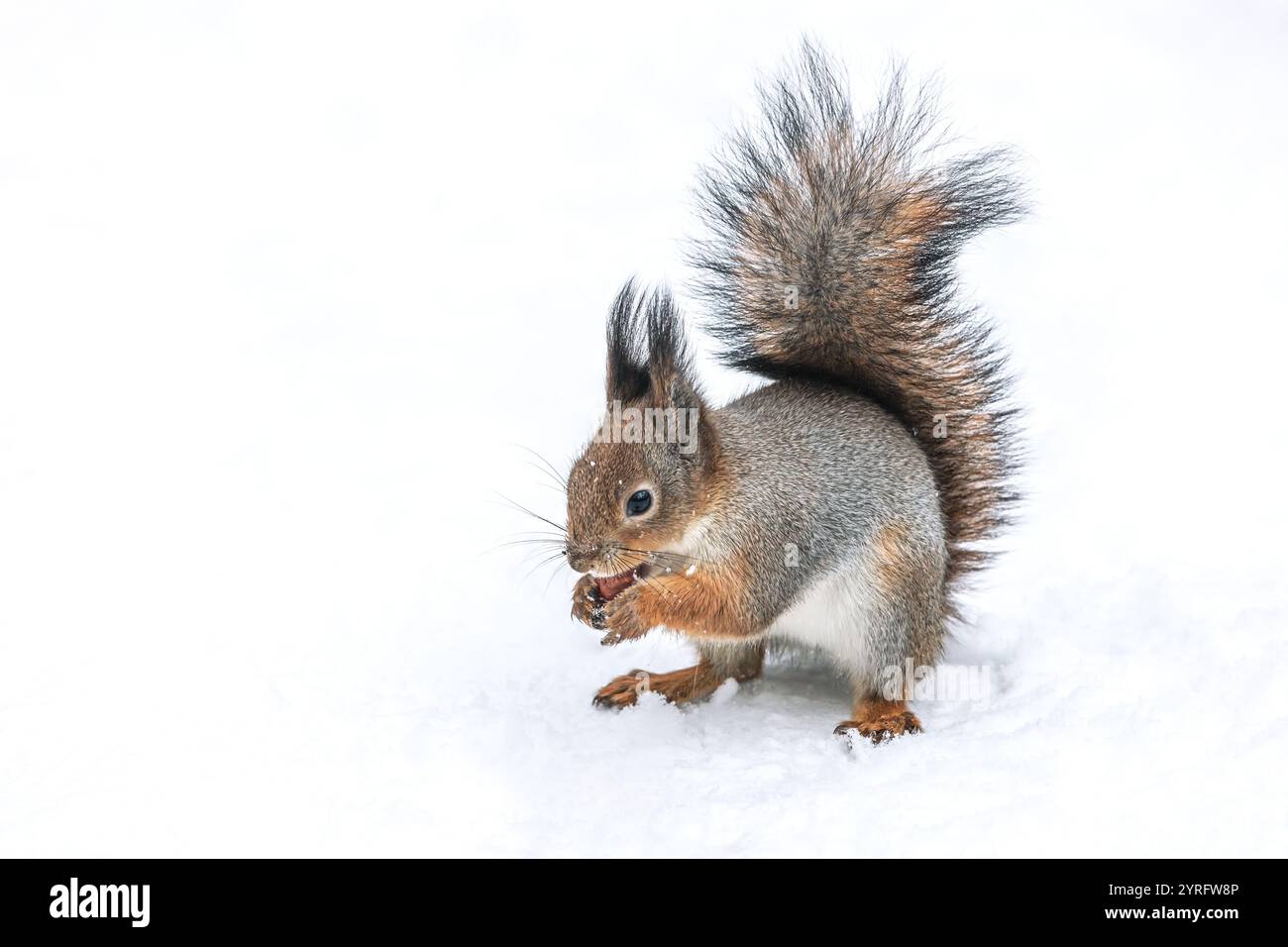 Kleines rotes Eichhörnchen isst Haselnuss auf Schnee. Stockfoto