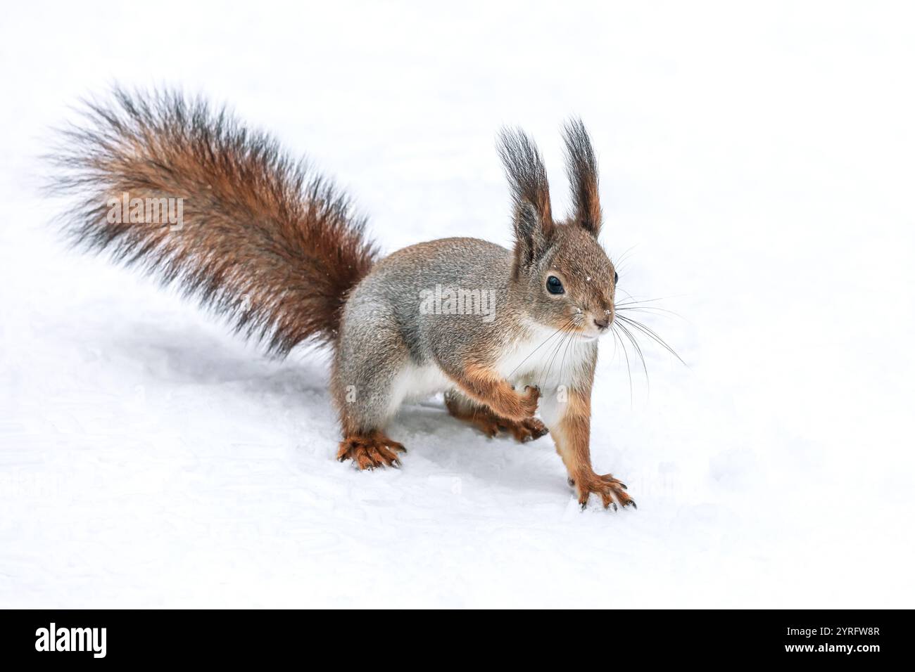 Hungriges rotes Eichhörnchen, das auf dem Schnee steht. Stockfoto