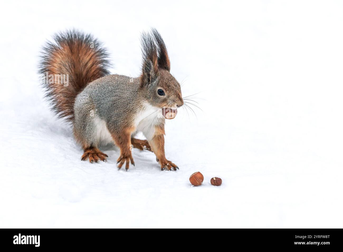 Rotes Eichhörnchen sitzt auf Schnee mit Nuss. Nahansicht. Stockfoto