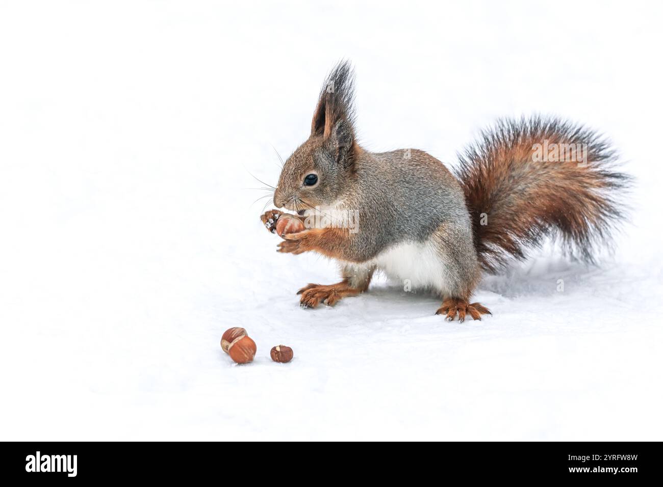 Kleines flauschiges rotes Eichhörnchen steht auf Schnee mit einer Nuss in den Pfoten. Stockfoto