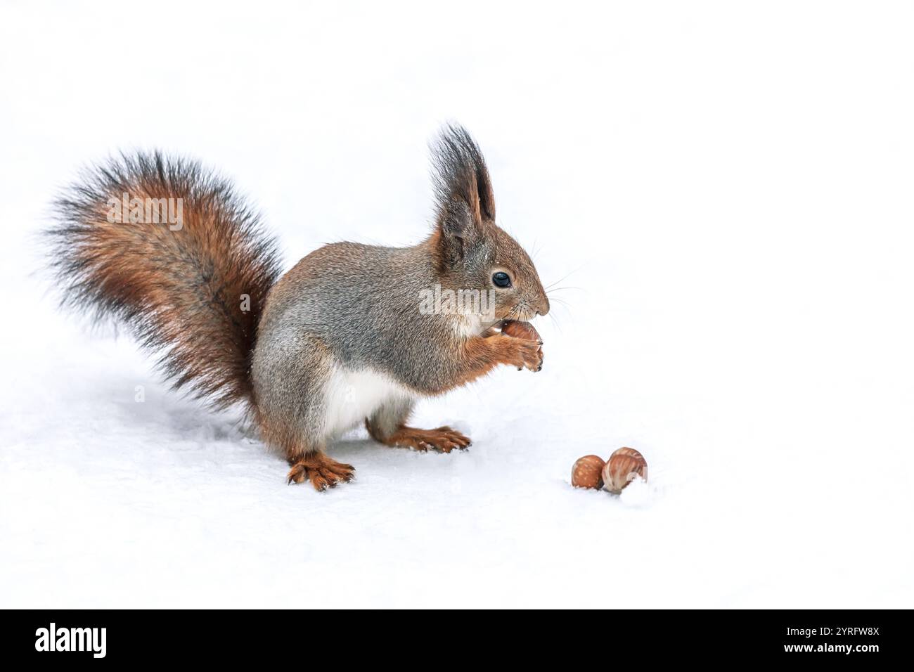 Rotes Eichhörnchen kostet im Winterpark Schnee und isst eine Nuss. Stockfoto