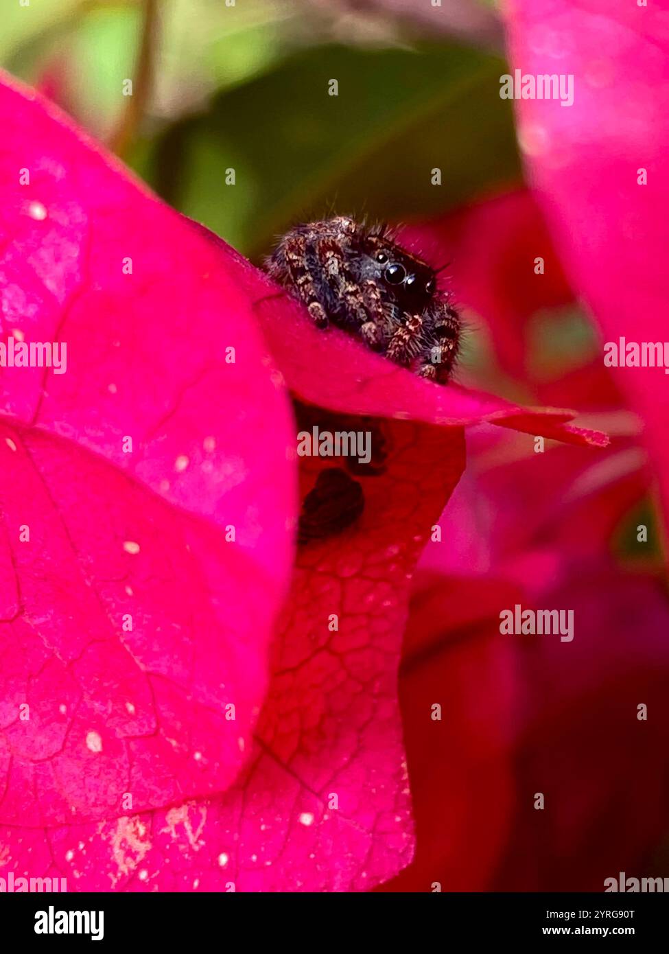 Eine springende Spinne auf einer rosa Blume - Smartphone-aufgenommenes Stockfoto