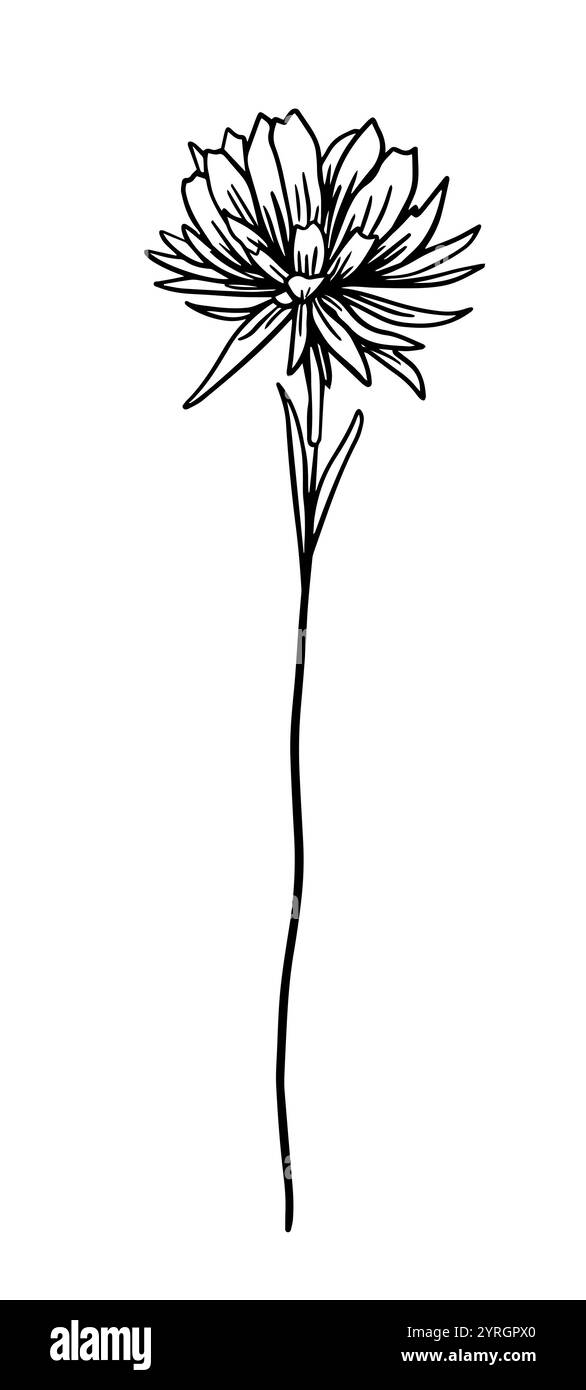 Blume eine Linie monochrom. Handzeichnung. Nicht AI, Vektorillustration Stock Vektor