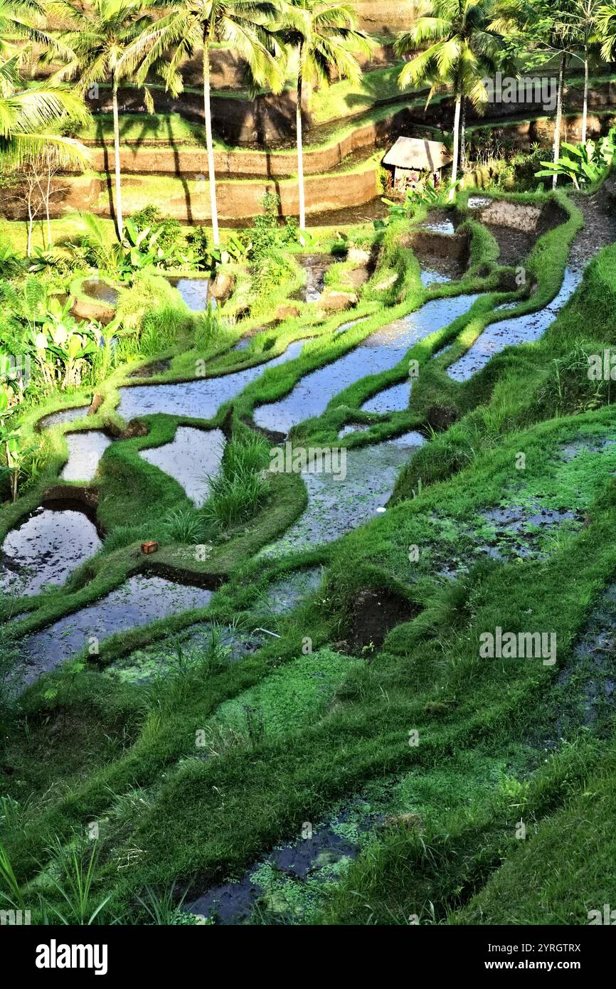 Reisterrassen in Tegalalang, Gianyar, Bali, Indonesien. Stockfoto
