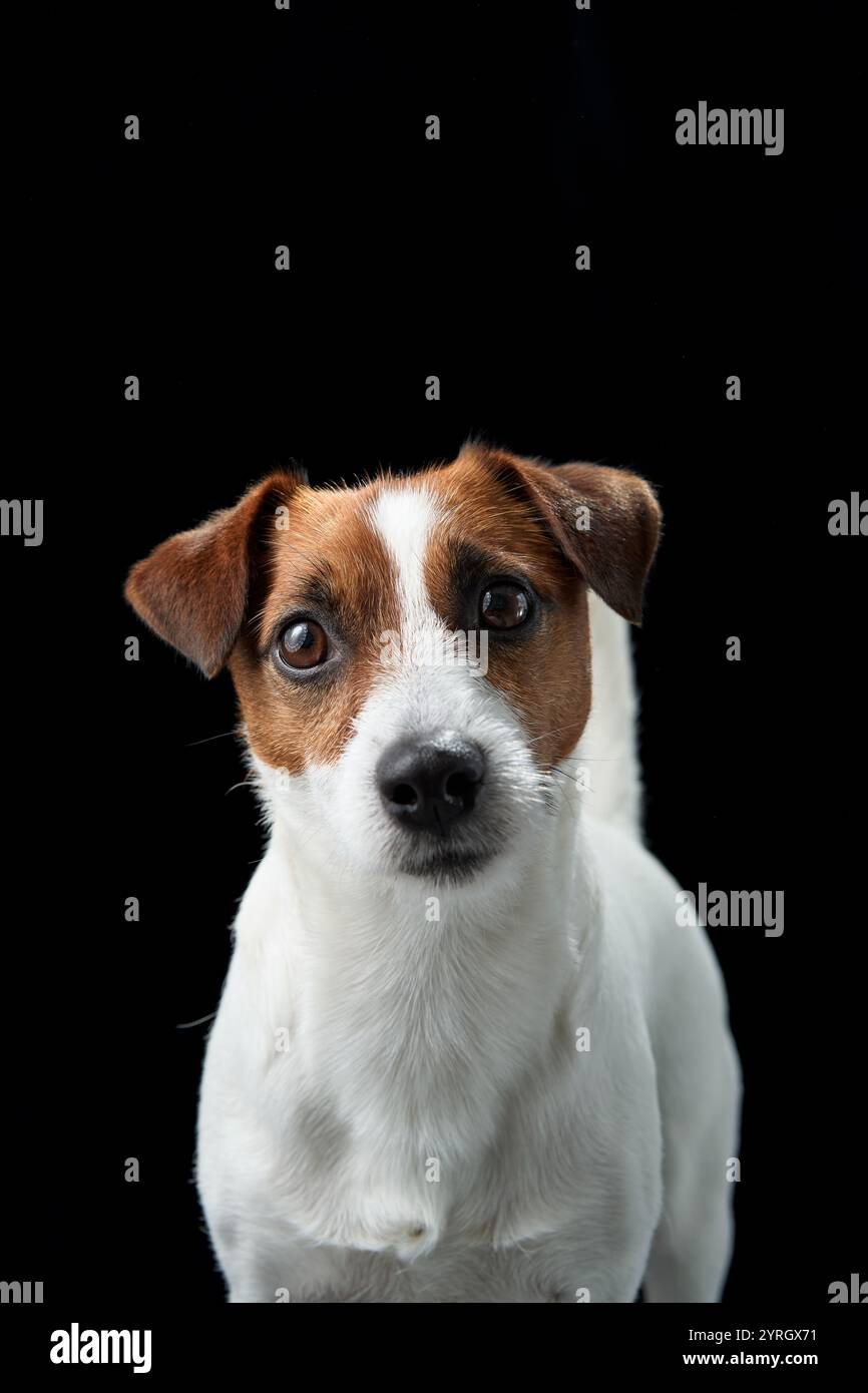 Ein Porträt eines Jack Russell Terrier vor dunklem Hintergrund, leicht nach links gerichtet. Das ausdrucksstarke Gesicht und das glatte Fell des Hundes werden scharf erfasst Stockfoto