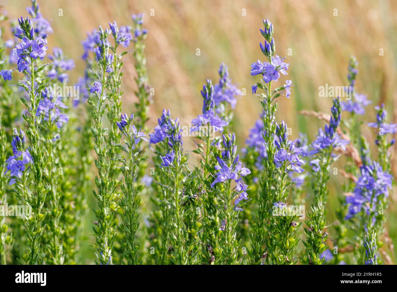 Violette Blüten der Veronica spuria wachsen auf einer natürlichen Wiese, die mit einer geringen Tiefe des Feldes aufgenommen wurden, um die zarten Details der Blumen hervorzuheben. Stockfoto
