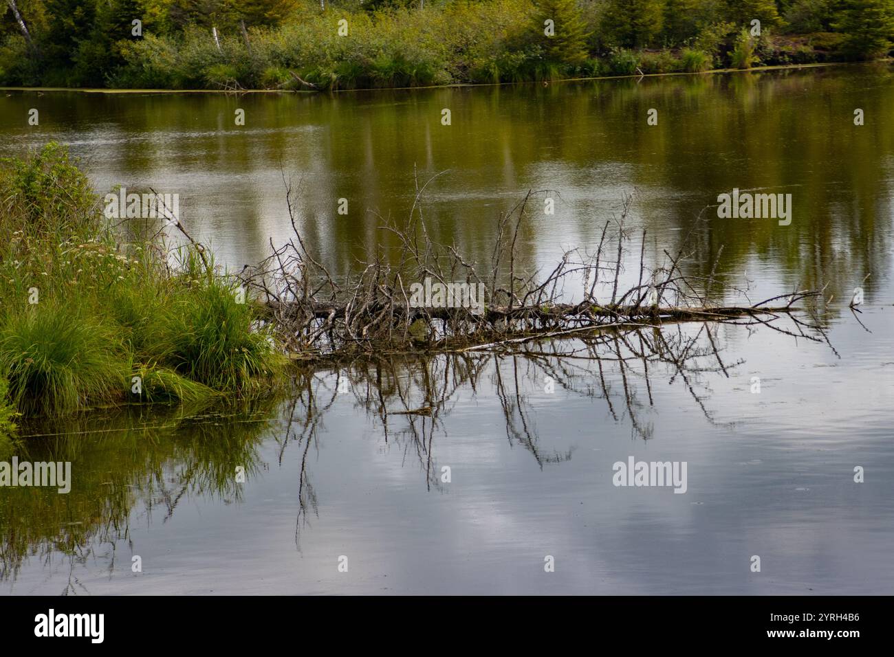 Seenlandschaft bei Pfrunger Ried, Deutschland Stockfoto