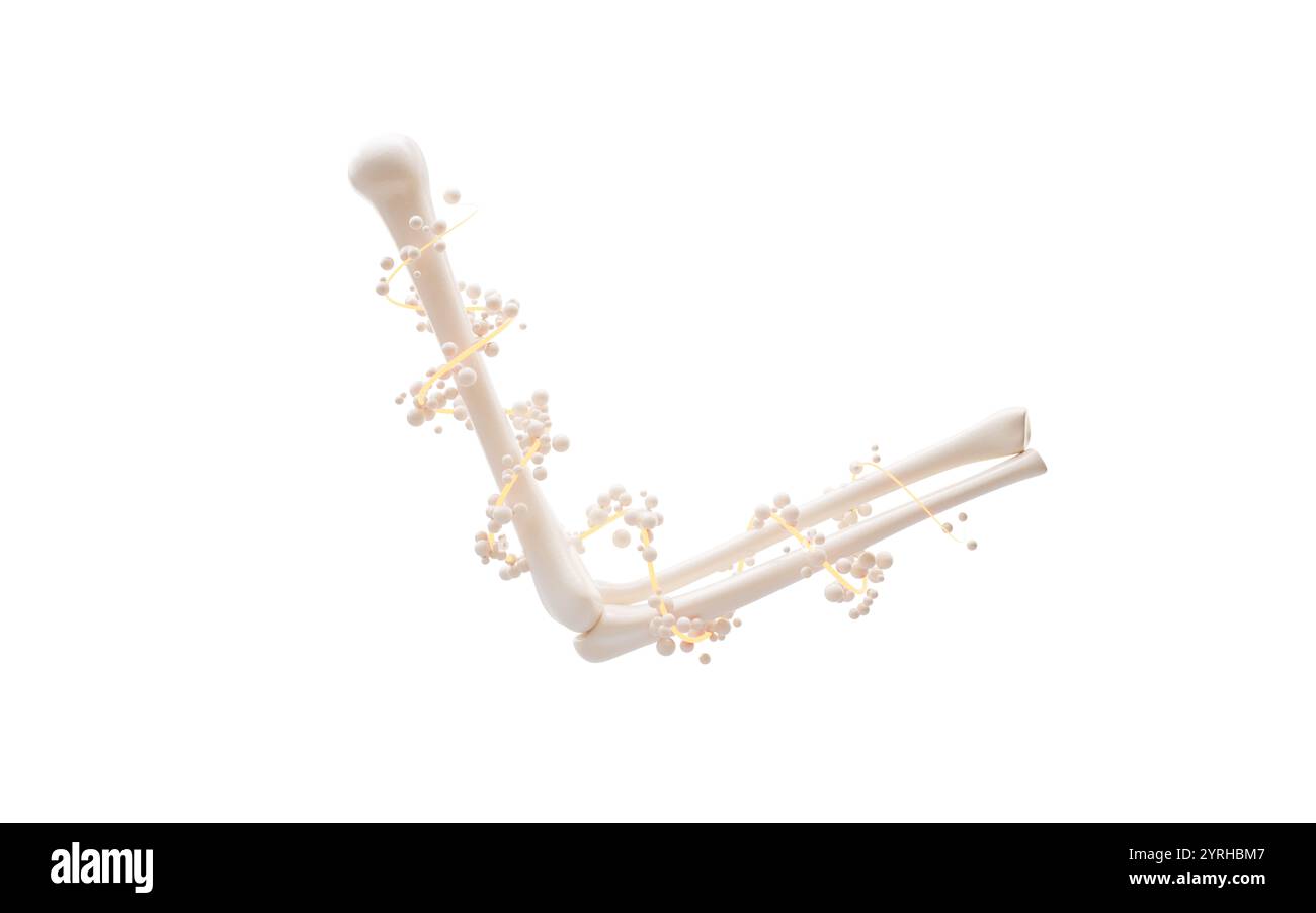Biologische Anatomie des Skeletts und Knochengesundheit, 3D-Darstellung. 3D-Abbildung. Stockfoto