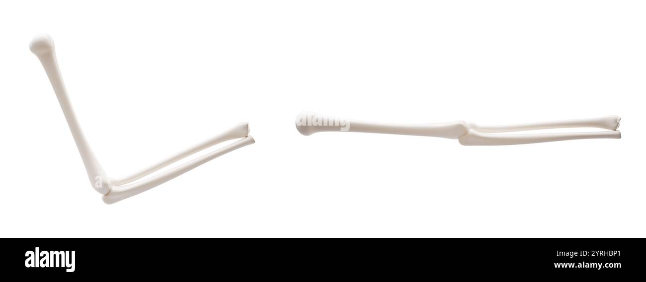 Biologische Anatomie des Skeletts und Knochengesundheit, 3D-Darstellung. 3D-Abbildung. Stockfoto