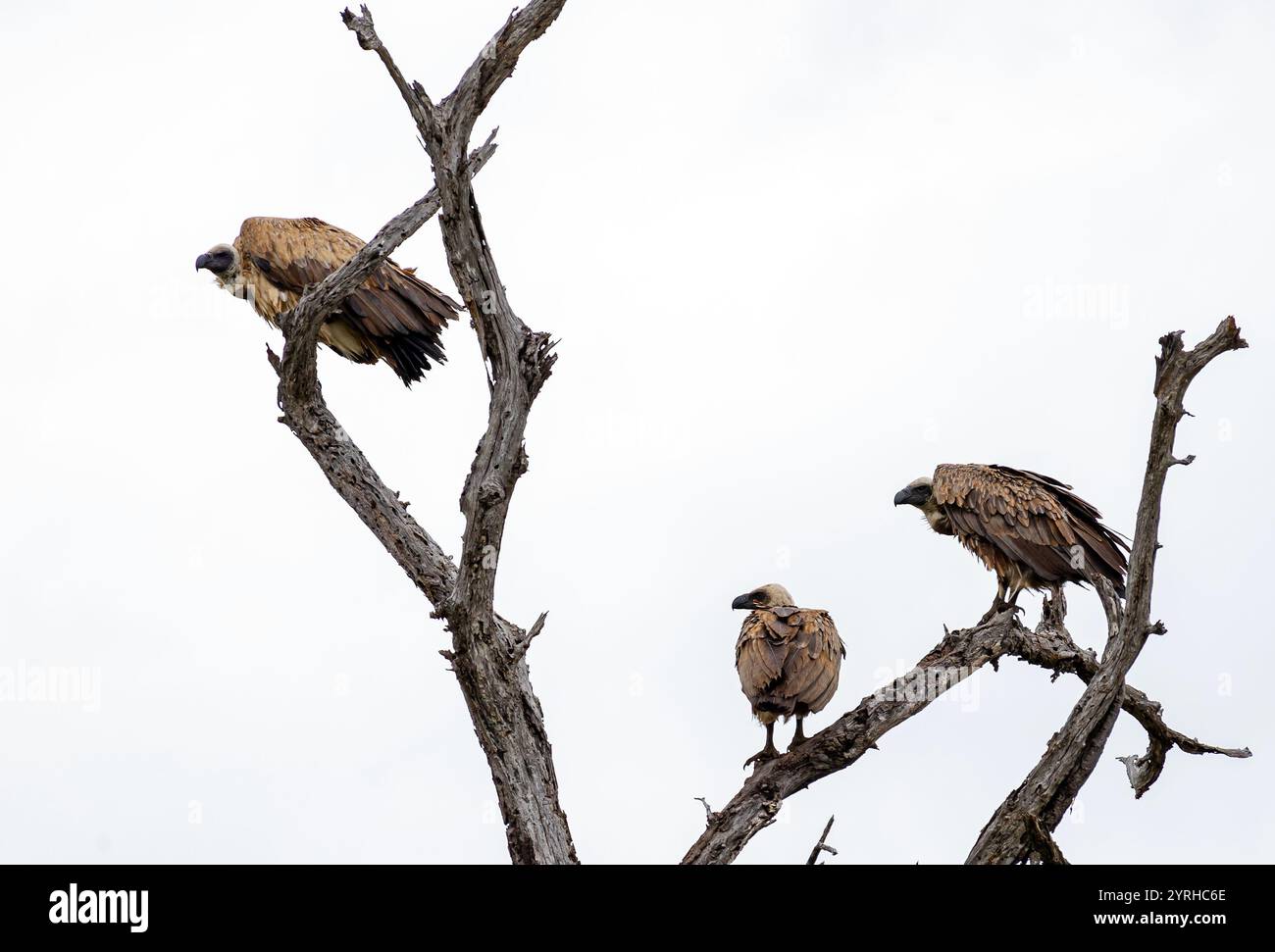 Drei Vögel Weißer afrikanischer Geier auf trockenem Ast. Kruger-Nationalpark, Südafrika. Tierwelt Vogel Hintergrund. Safari in der Savanne. This Stockfoto