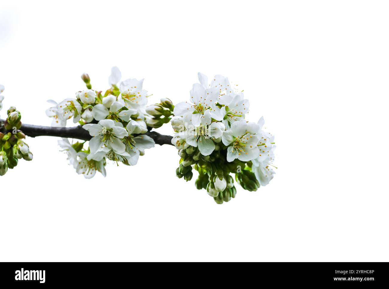Zweig einer Kirschblüte. Helle Blüten eines Kirschbaums im Frühling. Stockfoto