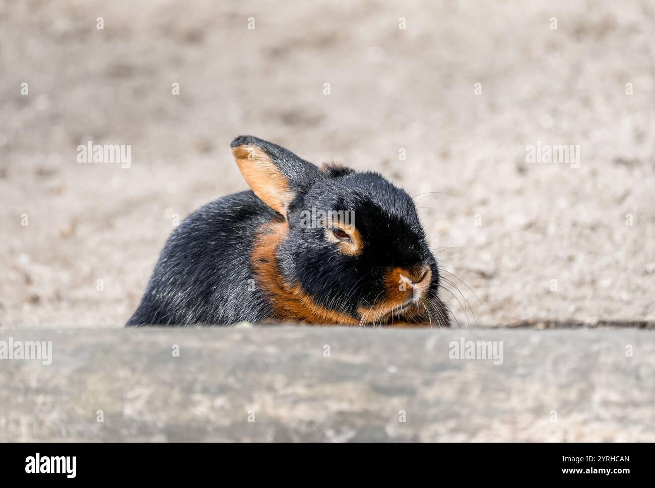 Porträt eines braunen Kaninchens mit schwarzem und braunem Fell. Stockfoto