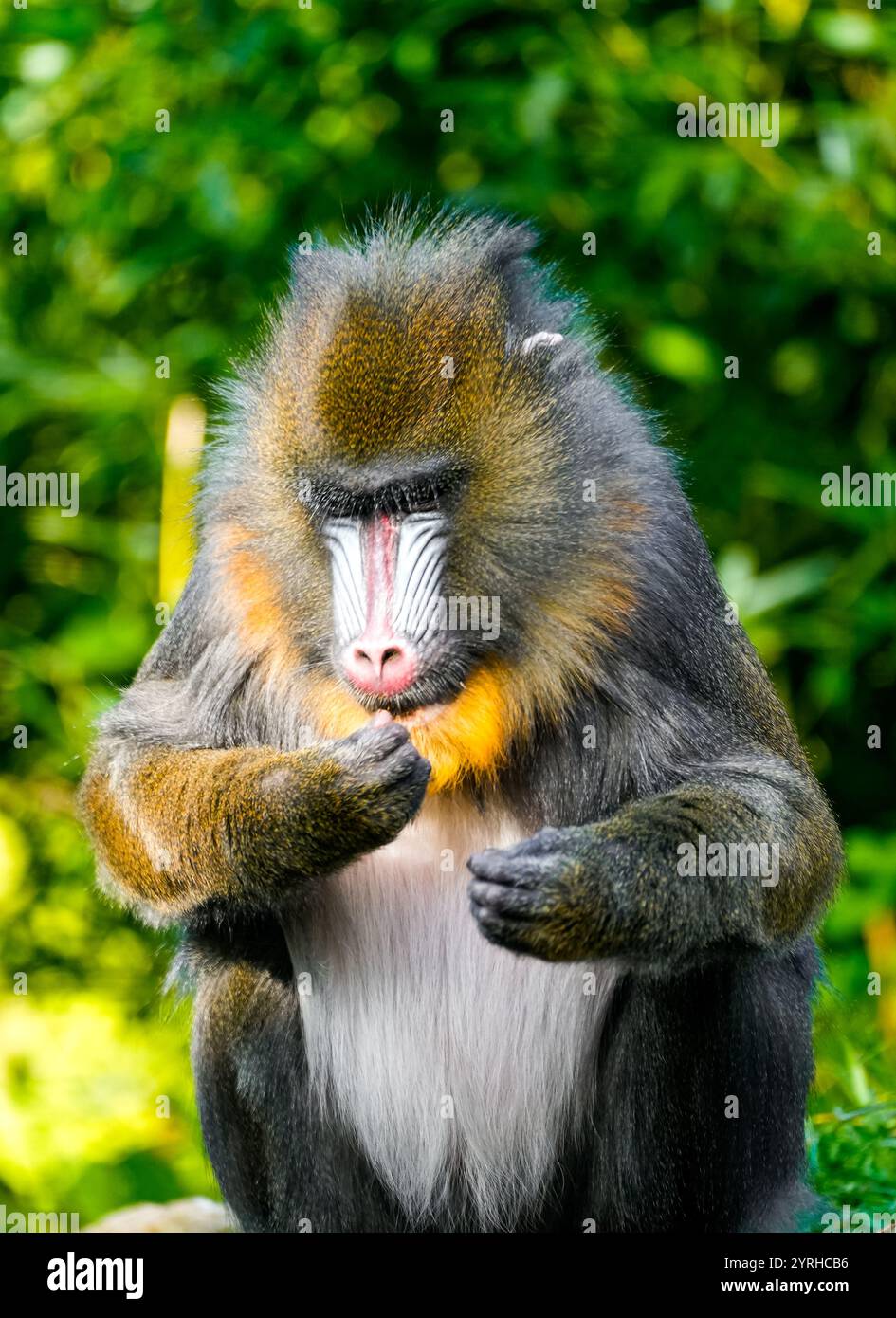 Porträt eines Mandrills. Mandrillus Sphinx. Primatenarten aus dem tropischen Regenwald. Stockfoto