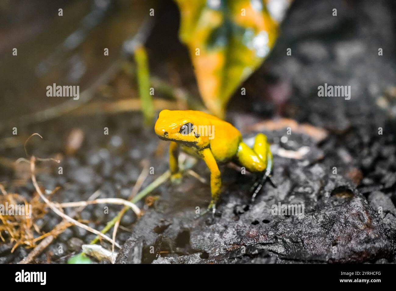 Gelber Giftpfeilfrosch in der Natur. Nahaufnahme des Tieres. Dendrobatidae. Phyllobates terribilis. Stockfoto