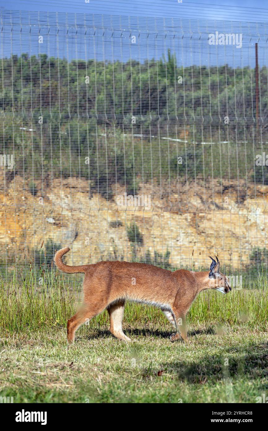 Caracal, große Katze spaziert auf dem Territorium des Rehabilitationszentrums, Streichelzoo in Südafrika. Haltung und Pflege von Wildtieren in Gefangenschaft. Steppe ly Stockfoto