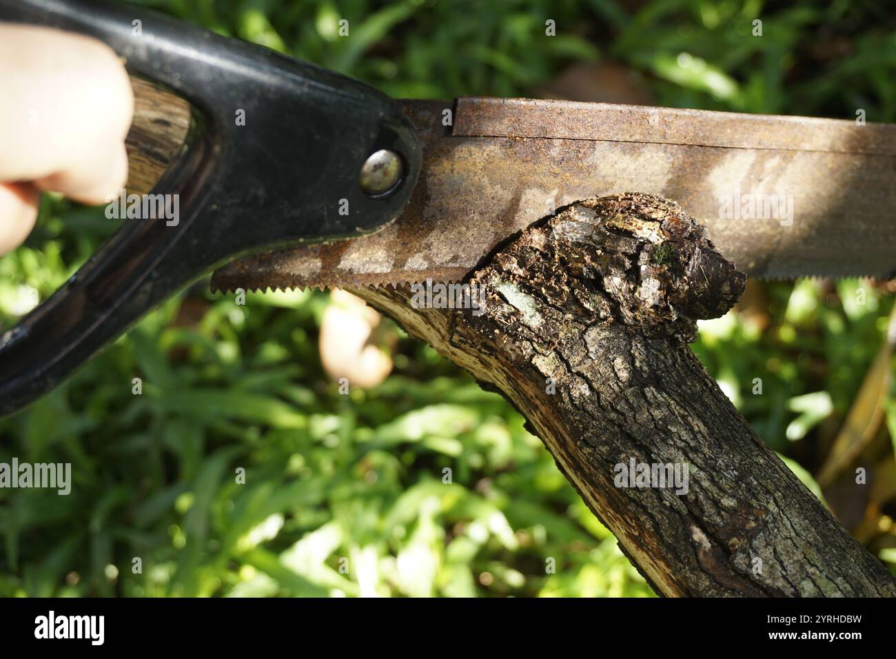 Sägen eines Baumzweigs Stockfoto