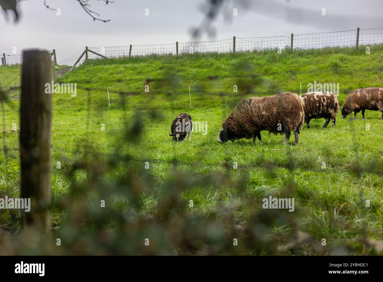 Eine üppige grüne Weide mit weidenden Schafen, eingerahmt von einem Holzzaun und verschwommenem Laub. Der bewölkte Himmel verleiht der Ruhe eine ruhige, ländliche Atmosphäre Stockfoto