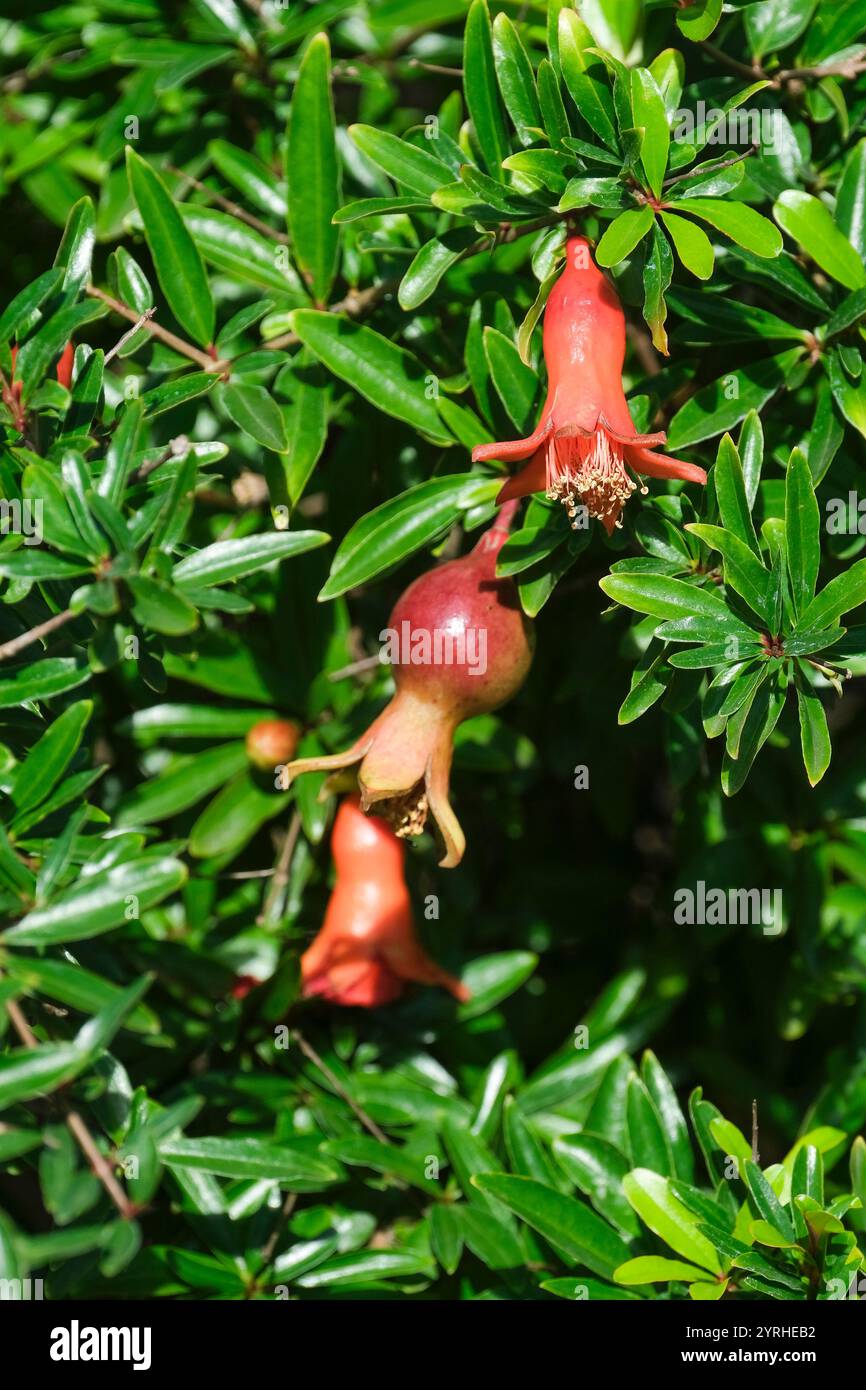 Punica granatum var. nana, Zwerggranatapfel, orange-rote Blüten, kugelförmige braune Früchte Stockfoto
