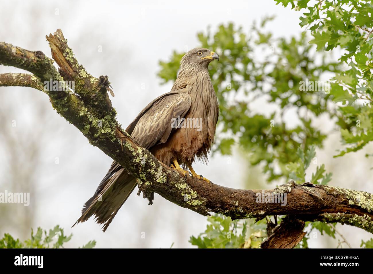 Ein atemberaubender schwarzer Drachen liegt auf einem mit Flechten bedeckten Zweig, umgeben von leuchtenden grünen Blättern, das Bild fängt den scharfen Blick des Vogels und die detailreiche Pluma ein Stockfoto
