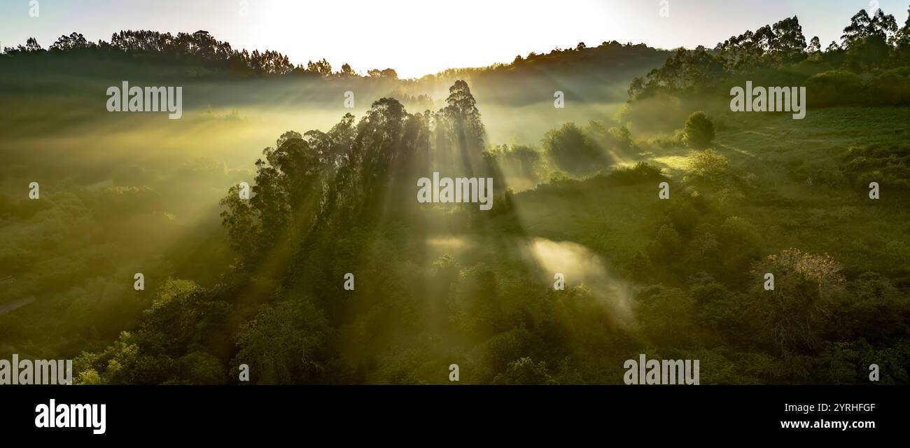 Am frühen Morgen dringt Sonnenlicht durch Nebel und Bäume und erhellt eine üppige Waldlandschaft. Die Atmosphäre ist ruhig und ätherisch und schafft eine friedliche Atmosphäre Stockfoto