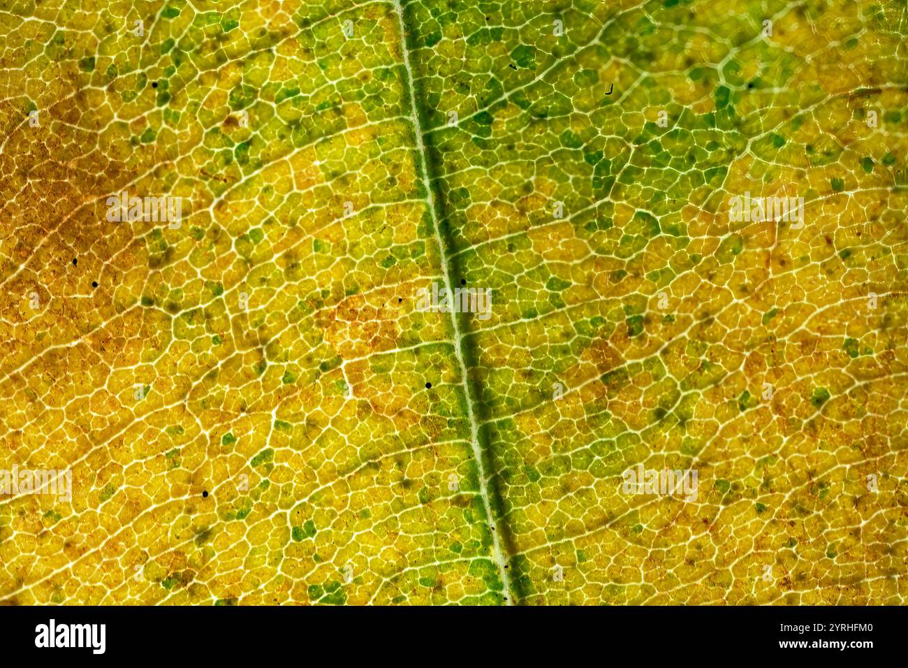 Nahaufnahme eines Laubbblattes, das Farbtransformation zeigt, wenn Chlorophyll verblasst und Carotinoid- und Xanthophyllpigmente entstehen, was die Intr Stockfoto