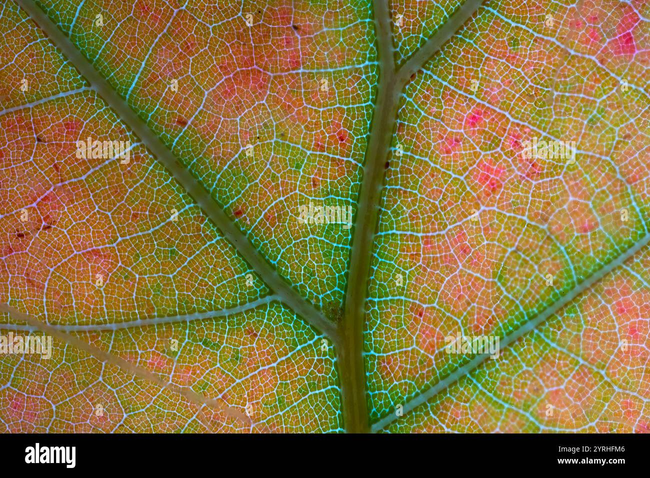 Eine Nahaufnahme der Laubblätter, die die Umwandlung von Pigmenten zeigt. Das grüne Chlorophyll verblasst und offenbart Carotinoid- und Xanthophyllpigmen Stockfoto