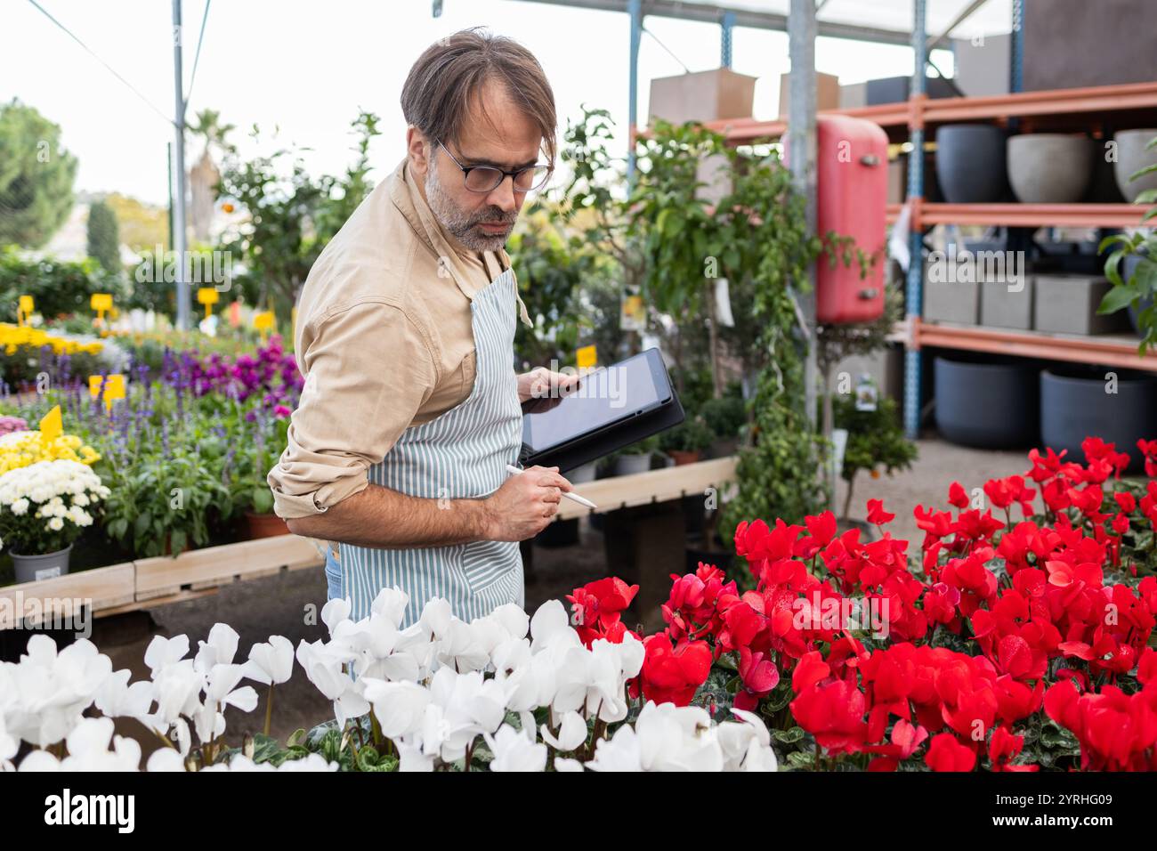 Ein fokussierter Gärtner in einer Schürze verwendet ein Tablet, um Pflanzen in einem lebendigen Gartengeschäft zu organisieren, umgeben von bunten Blumen, sorgt für Inventar und pla Stockfoto