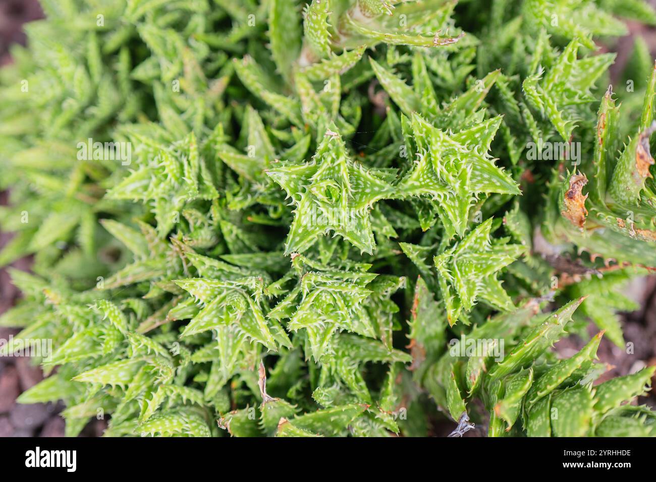 Detaillierte Nahaufnahme der Aloe juvenna mit ihren leuchtend grünen Blättern mit gezackten Kanten und einer einzigartigen Textur, die sich ideal für Natur, Botanik oder Pflanzen eignet Stockfoto