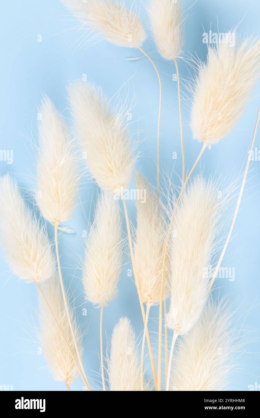 Elegantes, trockenes botanisches Arrangement unterstreicht diesen weichen blauen Hintergrund und strahlt Charme und Einfachheit aus, perfekt für kosmetische Verpackungen oder minimalistisches Design Stockfoto