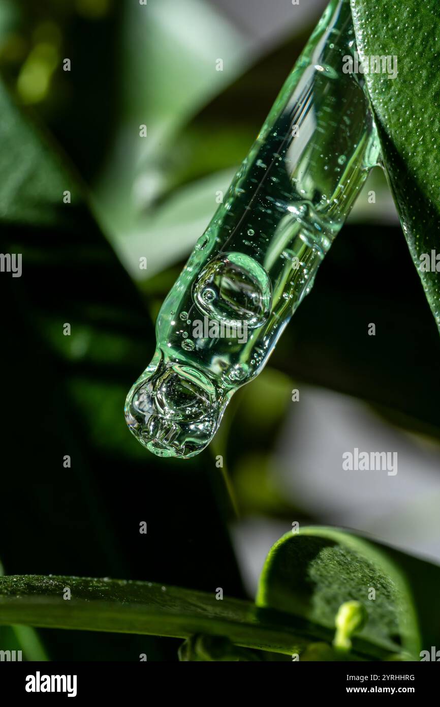 Ein Nahbild einer mit klarer Flüssigkeit gefüllten Kosmetikpipette aus Glas vor einem leuchtend grünen Blatthintergrund weckt die Szene Frische und Natu Stockfoto