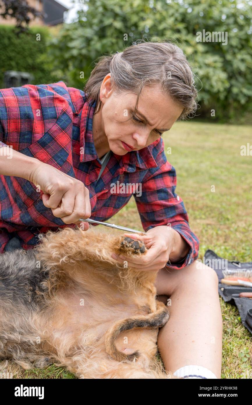 Eine Frau in einem karierten Hemd schneidet das Fell eines Airedale Terriers im Freien sorgfältig ab. Der Schwerpunkt liegt auf der Pflege und Pflege von Haustieren Stockfoto