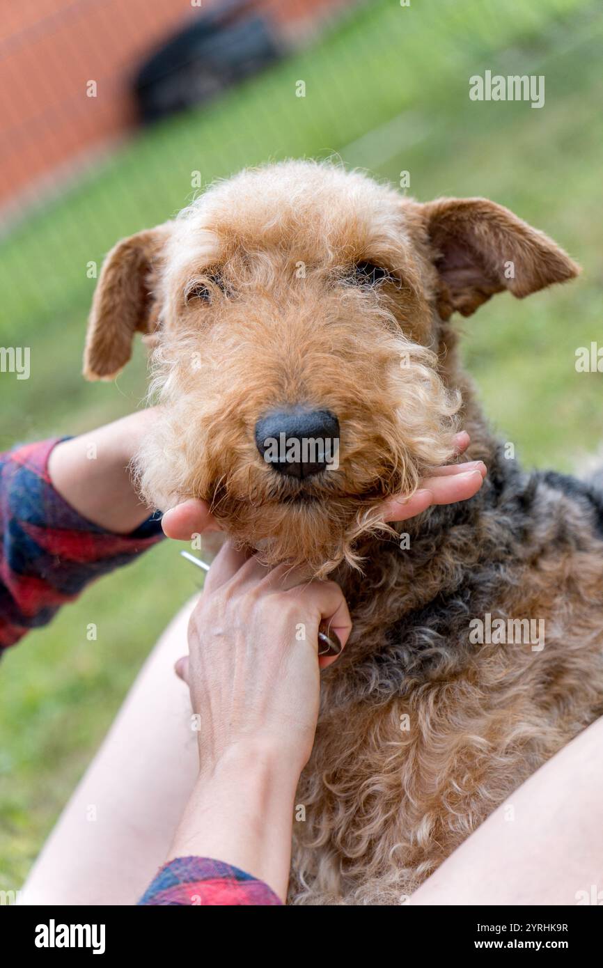 Nahaufnahme eines Airedale Terriers, der draußen gepflegt wird das lockige Fell des Hundes wird sanft getrimmt und zeigt Tierpflege- und Pflegetechniken auf natürliche Weise Stockfoto