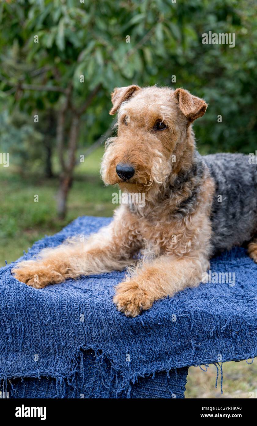 Ein Airedale Terrier liegt auf einem blauen Handtuch im Freien und zeigt sein frisch gepflegtes Aussehen. Das gut gepflegte Fell des Hundes zeigt erfahrene Gentlemen Stockfoto