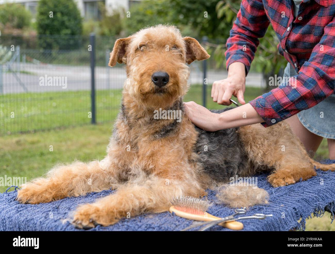 Ein Airedale Terrier, der im Freien vorsichtig frisiert und mit Pflegewerkzeugen und -Techniken ausgestattet wird, sieht entspannt und gut erzogen aus und genießt die Stockfoto