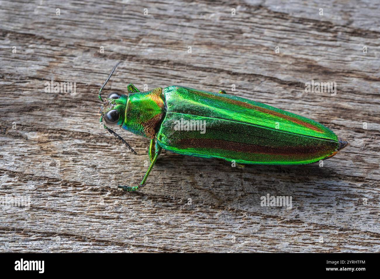 Nahaufnahme der schillernden Chrysochroa rajah thailandica aka Juwelenkäfer isoliert auf hölzernem Hintergrund Stockfoto
