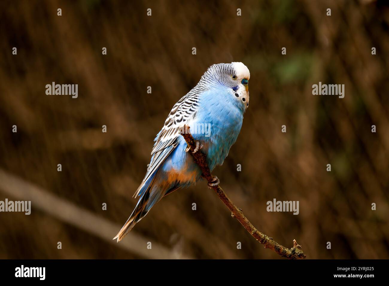 Wellensittich auf einem Ast Stockfoto