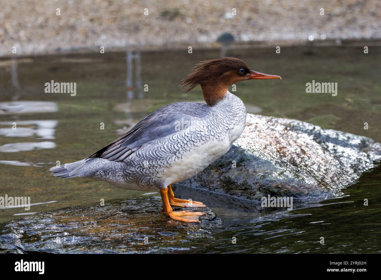 Der schuppige Merganser (Mergus squamatus), weibliche chinesische Meeresente Stockfoto