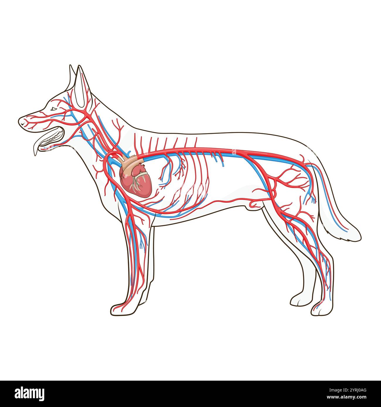 Das Gefässsystem der Hundevektorillustration Stock Vektor