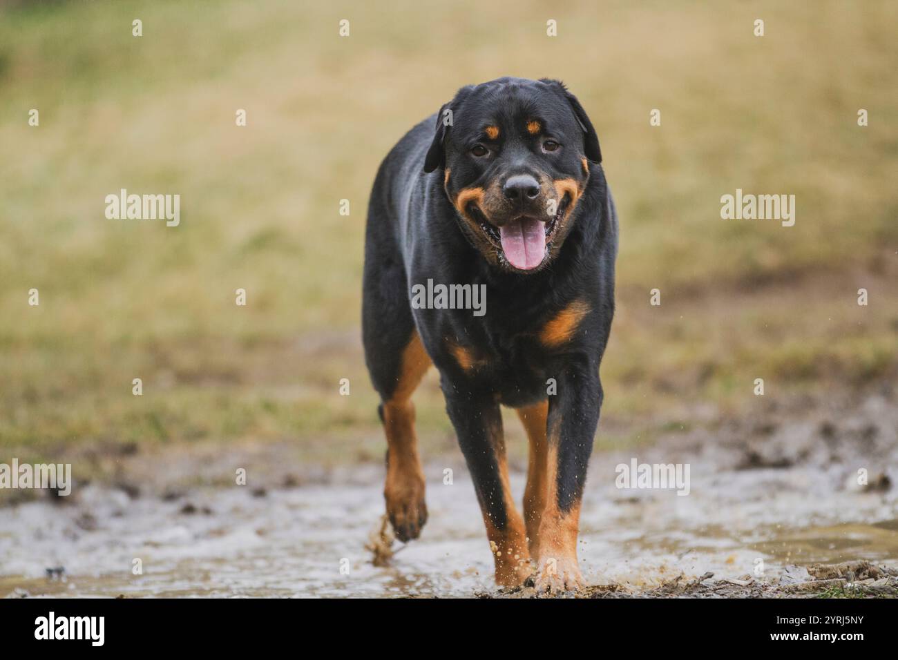 Glücklicher Rottweiler, der durch eine Pfütze läuft. Stockfoto