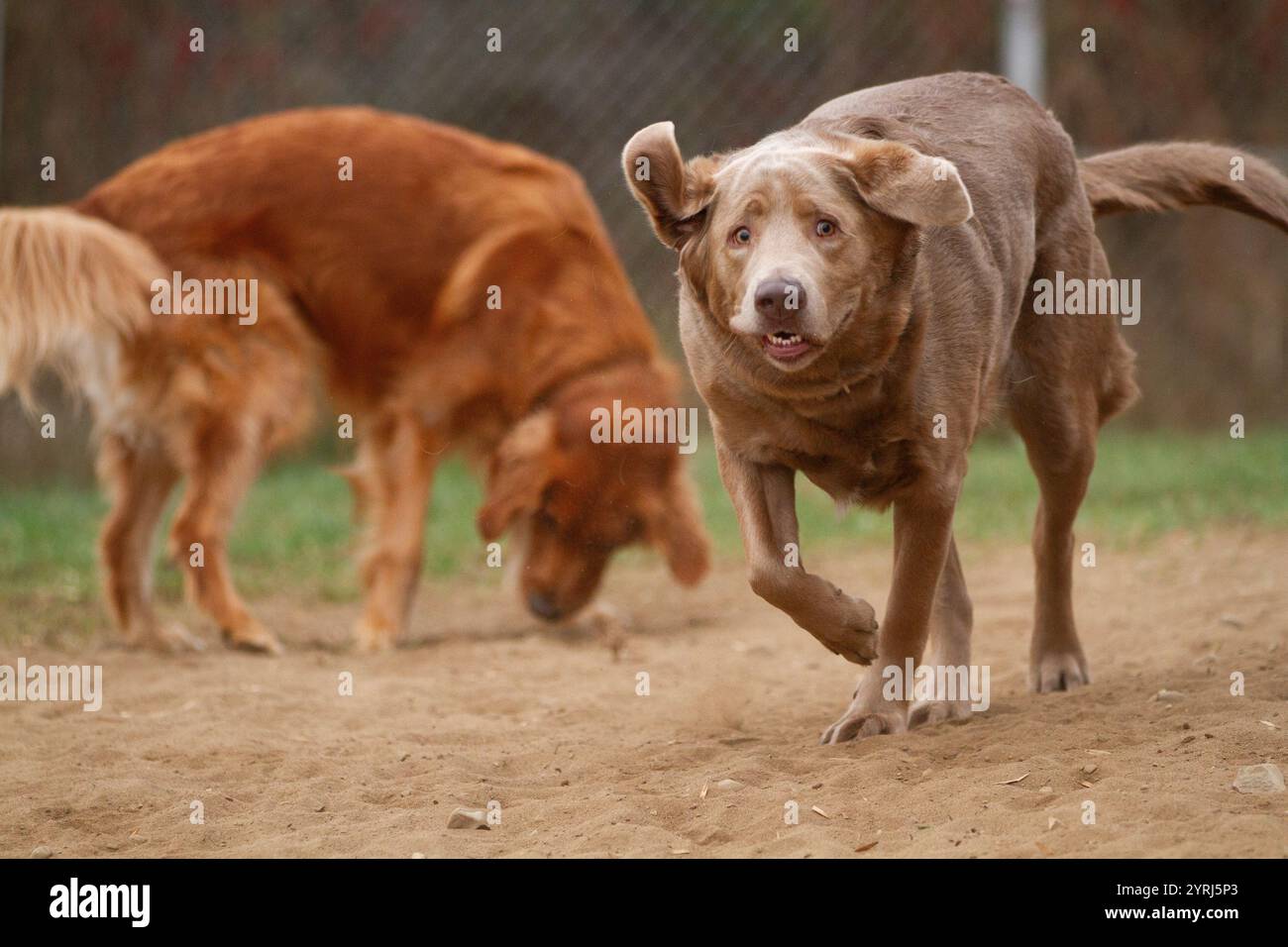 Labrador-Hund mit einem lustigen Gesicht, der durch den Sand läuft. Stockfoto